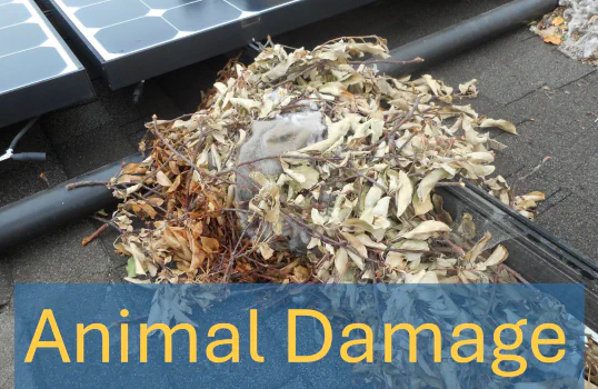 C&L Solar prevents animal damage by installing guards